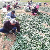 河南趴地菠菜，叶子肥嫩，