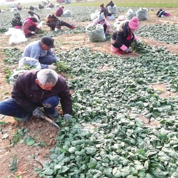 河南趴地菠菜，叶子肥嫩，