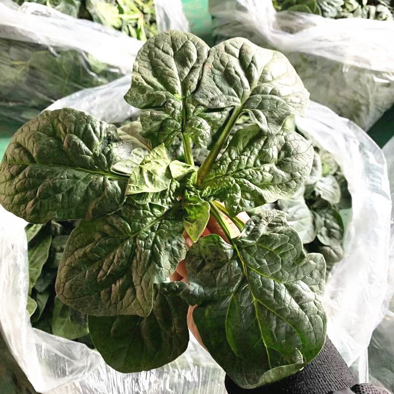 河南趴地菠菜，叶子肥嫩，
