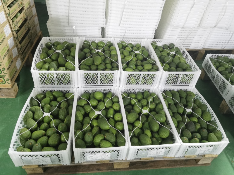 来至于牛油果之乡云南普洱市孟连县核心产区哈斯牛油果