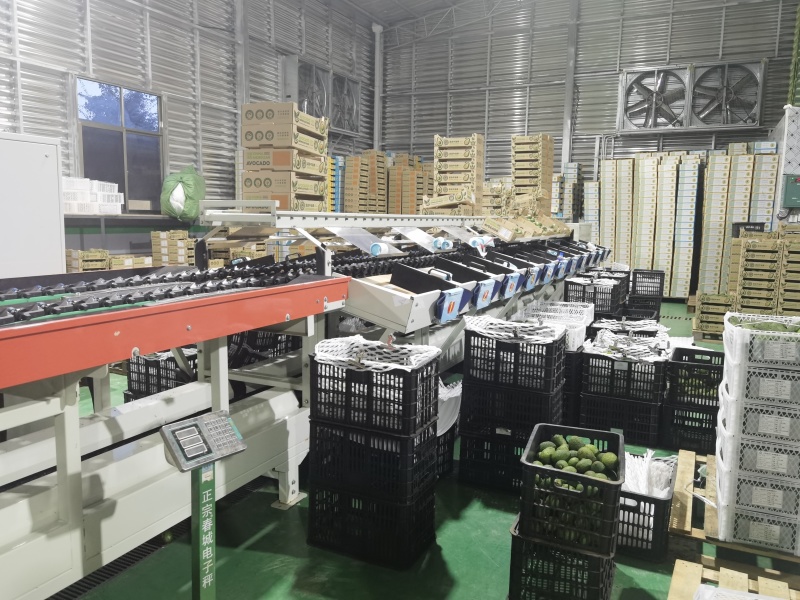 来至于牛油果之乡云南普洱市孟连县核心产区哈斯牛油果