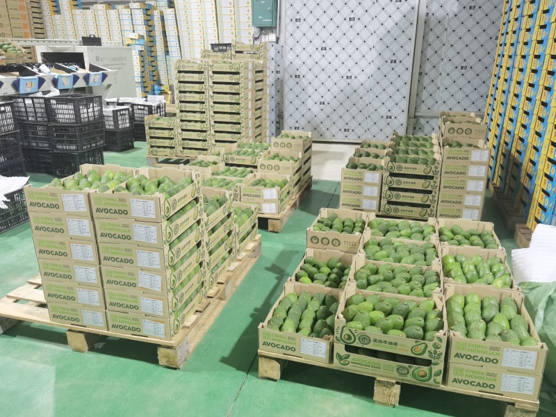 来至于牛油果之乡云南普洱市孟连县核心产区哈斯牛油果