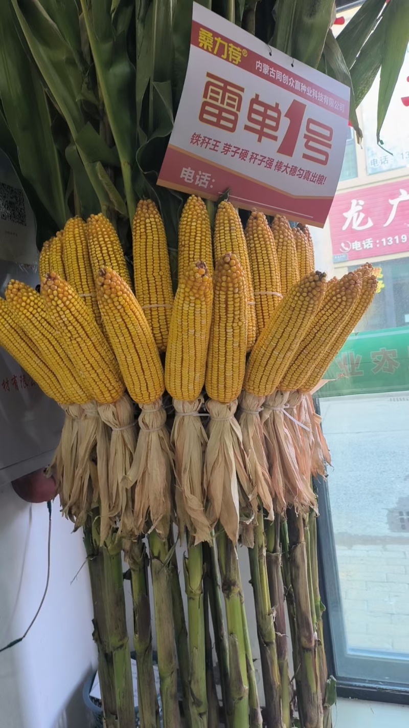 雷单一号