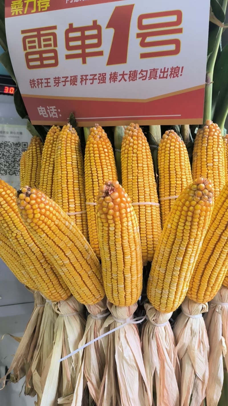 雷单一号