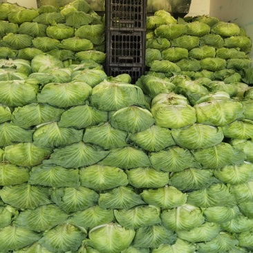 包菜京丰墨玉扁包菜圆包菜市场加工厂