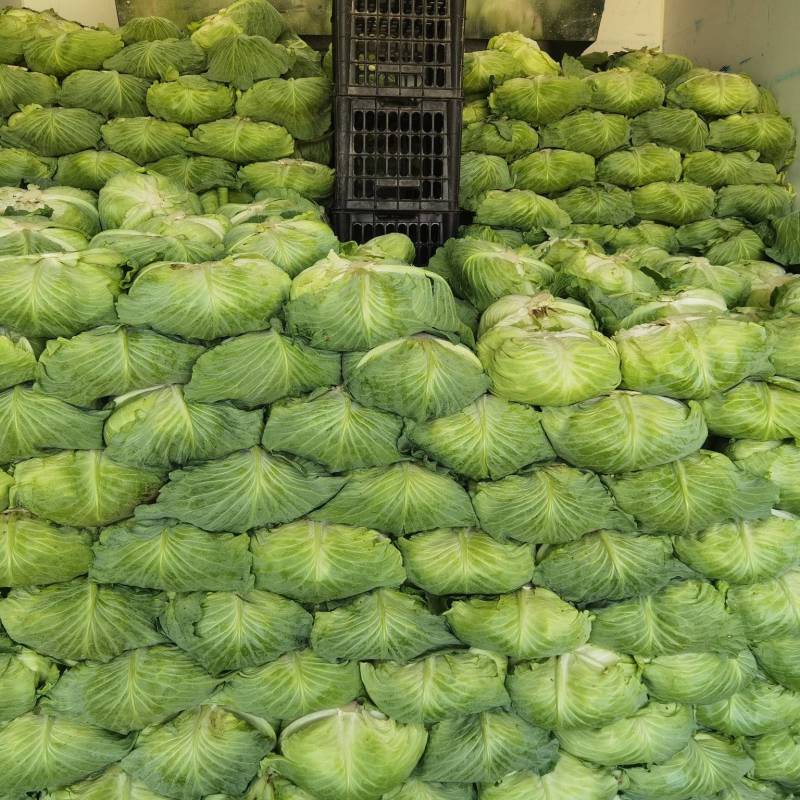 包菜京丰墨玉扁包菜圆包菜市场加工厂