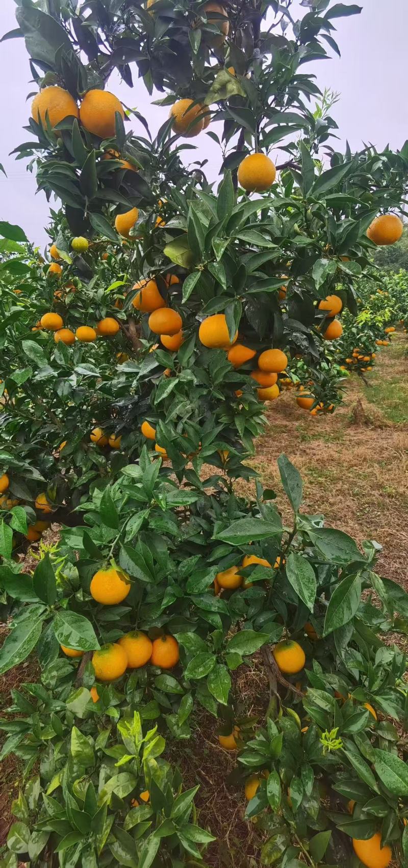 爱媛38号果冻橙
