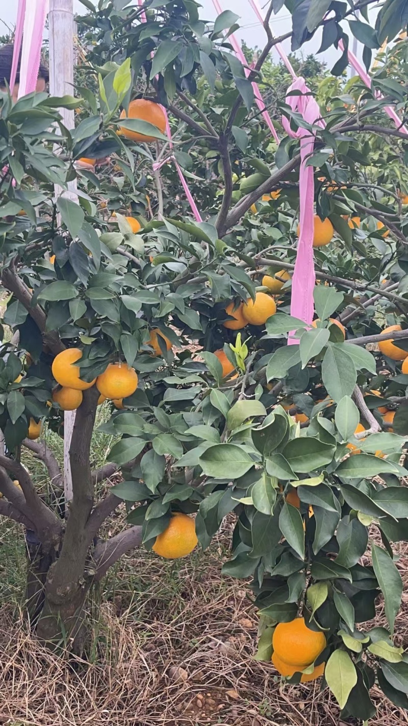 爱媛38号果冻橙
