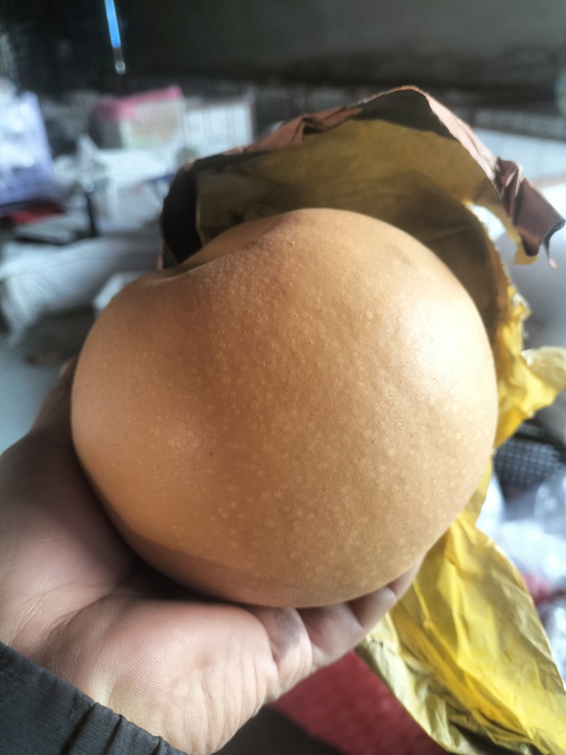 秋月梨