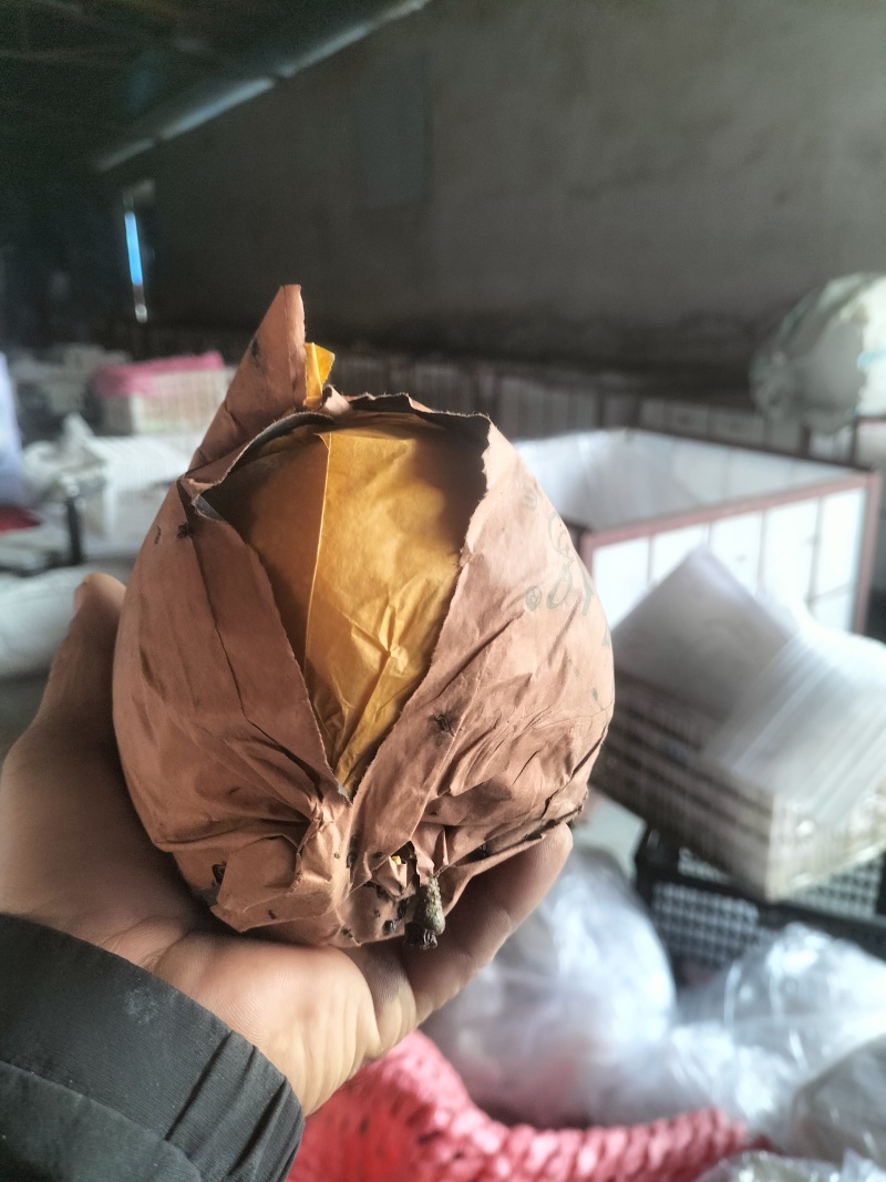 秋月梨