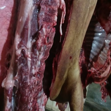 白色毛山羊肉，无骚味