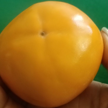 阳丰脆柿子