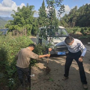 桢楠1公分无纺布袋苗