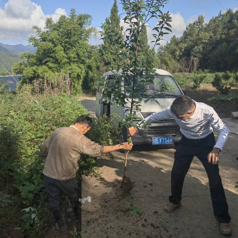 桢楠1公分无纺布袋苗