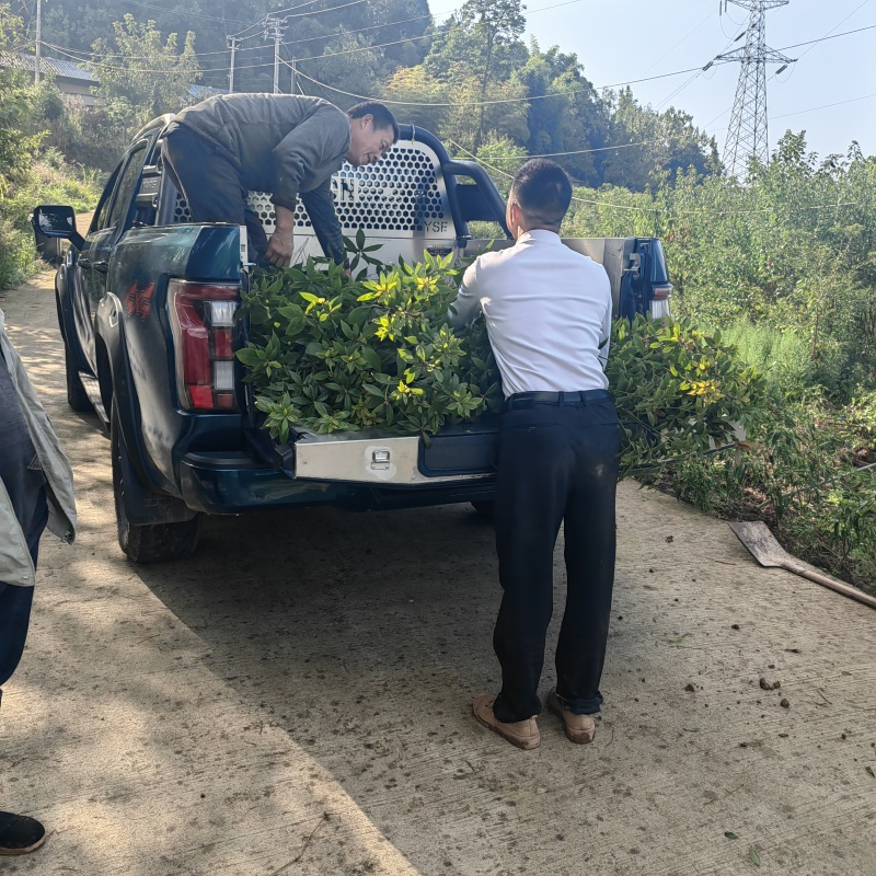 桢楠1公分无纺布袋苗
