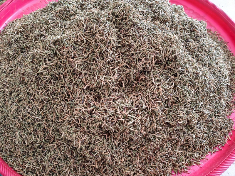 贵州安龙无硫金银花，可泡茶，可入药