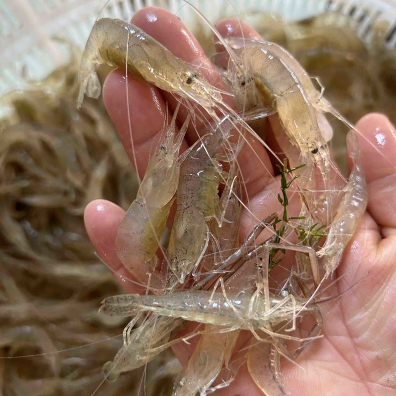 正宗白米虾白条虾大白虾可加工虾尾冻货