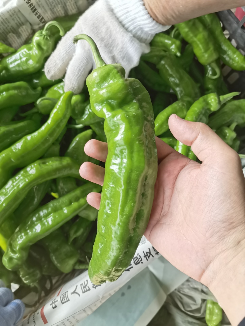 【鲜辣椒】夏邑301辣椒，泡椒大量供应全国