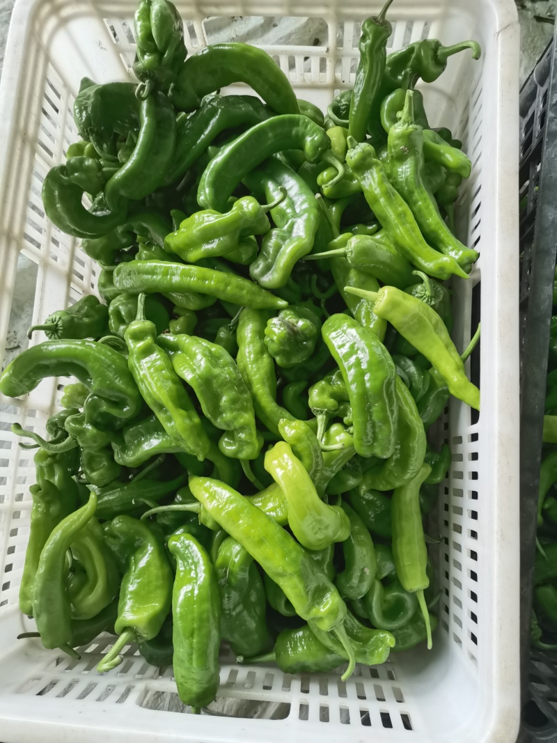 【鲜辣椒】夏邑301辣椒，泡椒大量供应全国