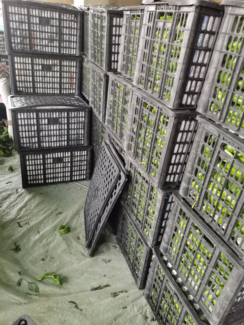 【鲜辣椒】夏邑301辣椒，泡椒大量供应全国