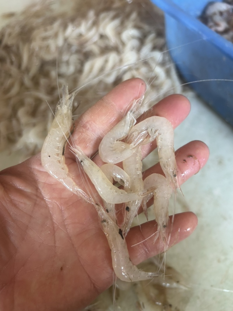 正宗白米虾白条虾大白虾可加工虾尾冻货