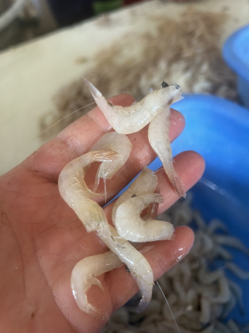 正宗白米虾白条虾大白虾可加工虾尾冻货
