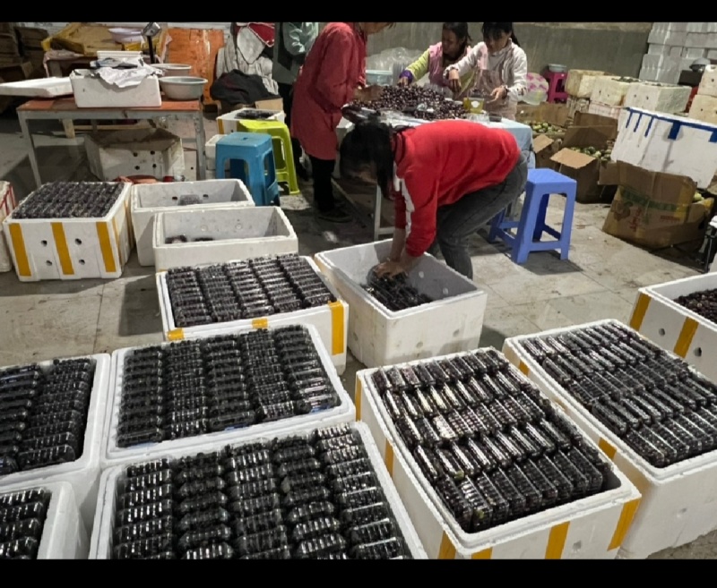 红果参蜘蛛果，精品市场果，电商一件代发，欢迎致电咨询