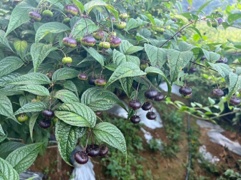 红果参蜘蛛果，精品市场果，电商一件代发，欢迎致电咨询