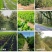 丰化农欢2甲·草甘膦除草剂烂根可溶粉剂