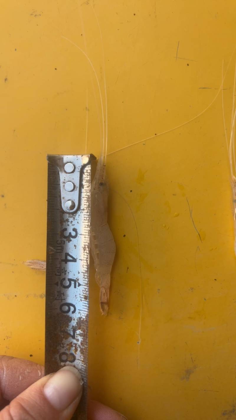 正宗白米虾白条虾大白虾可加工虾尾冻货