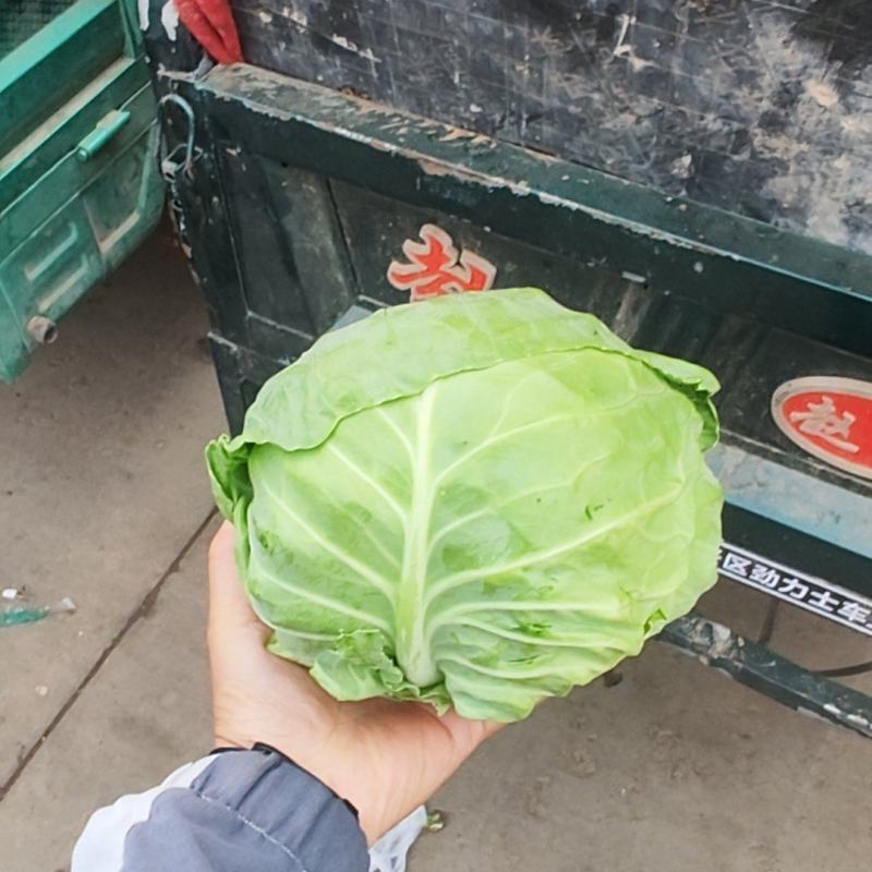 甘蓝