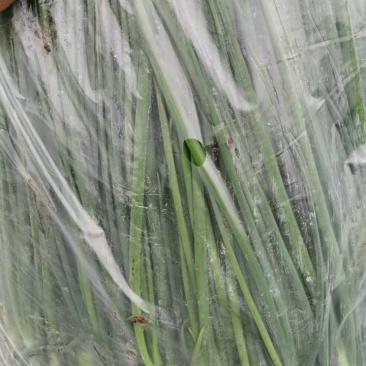 精品笔杆葱（基地种植）货源充足
