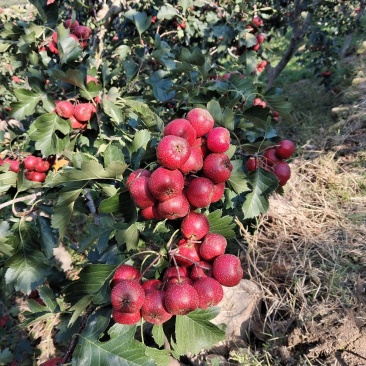 大金星山楂