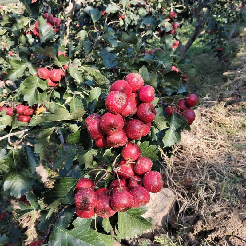 大金星山楂