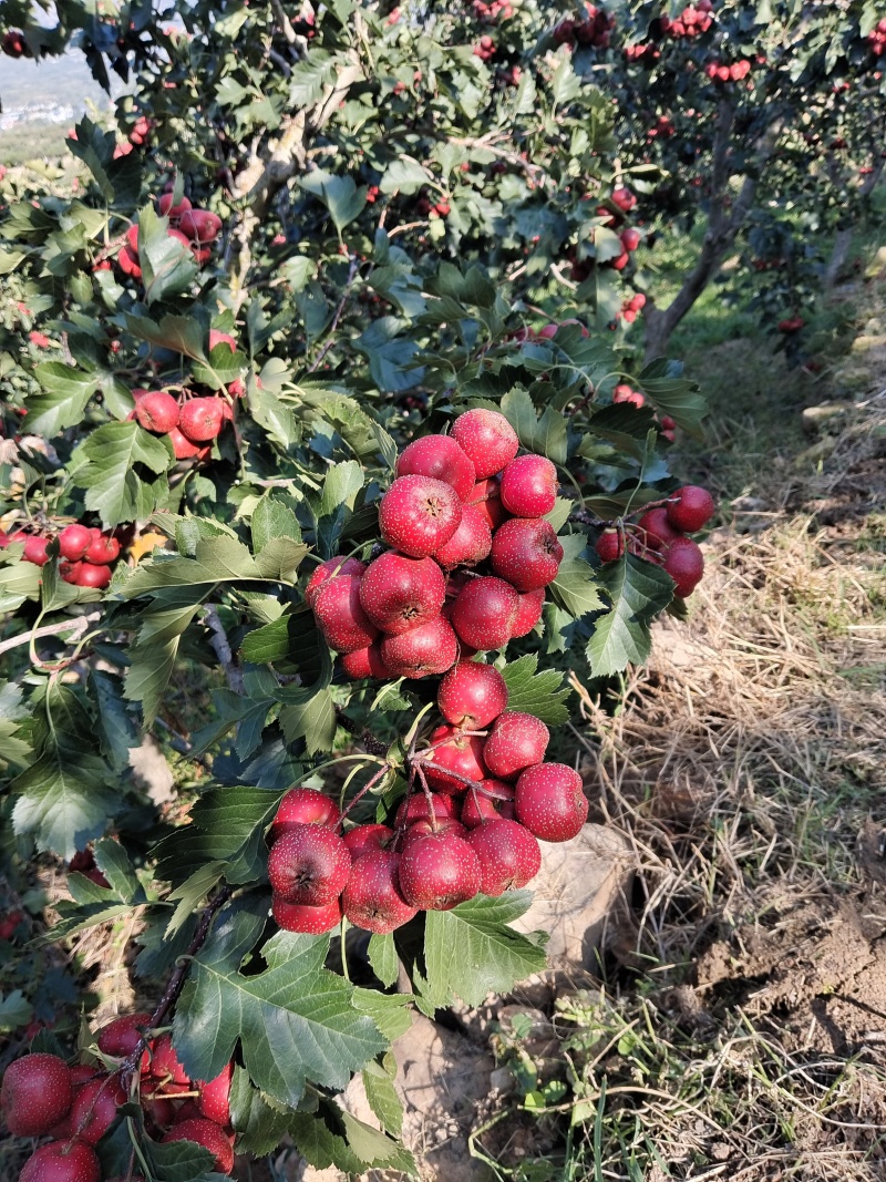 大金星山楂