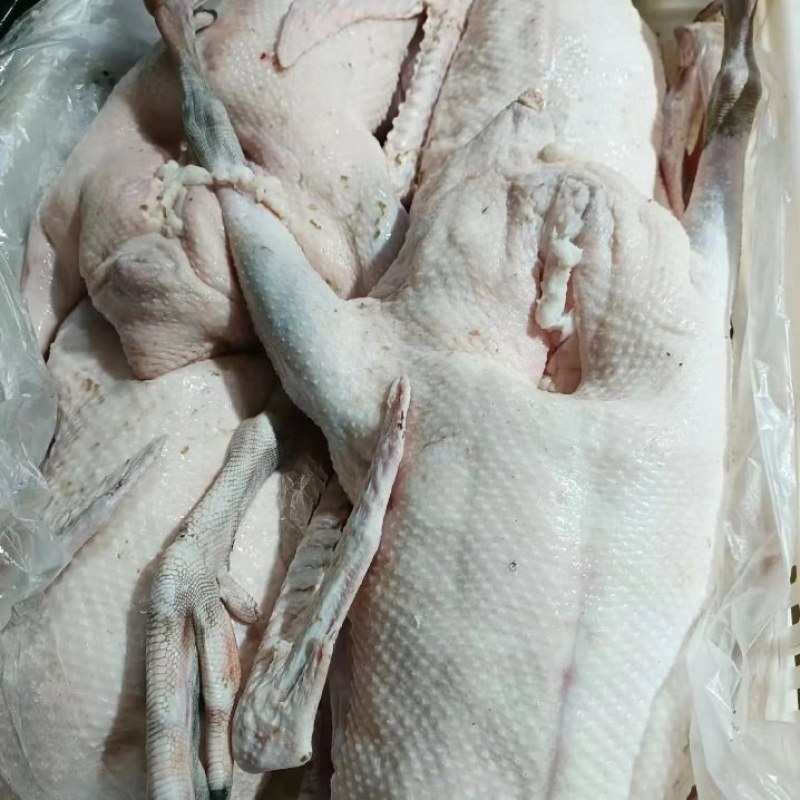 广东黑棕鹅