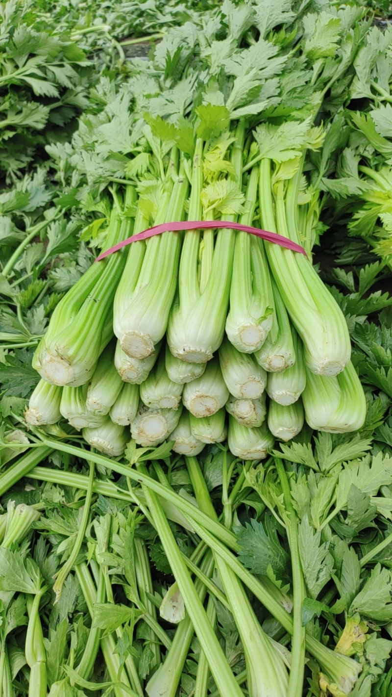 带叶子芹菜诚信经营，质量保证，欢迎来电咨询