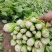 带叶子芹菜诚信经营，质量保证，欢迎来电咨询