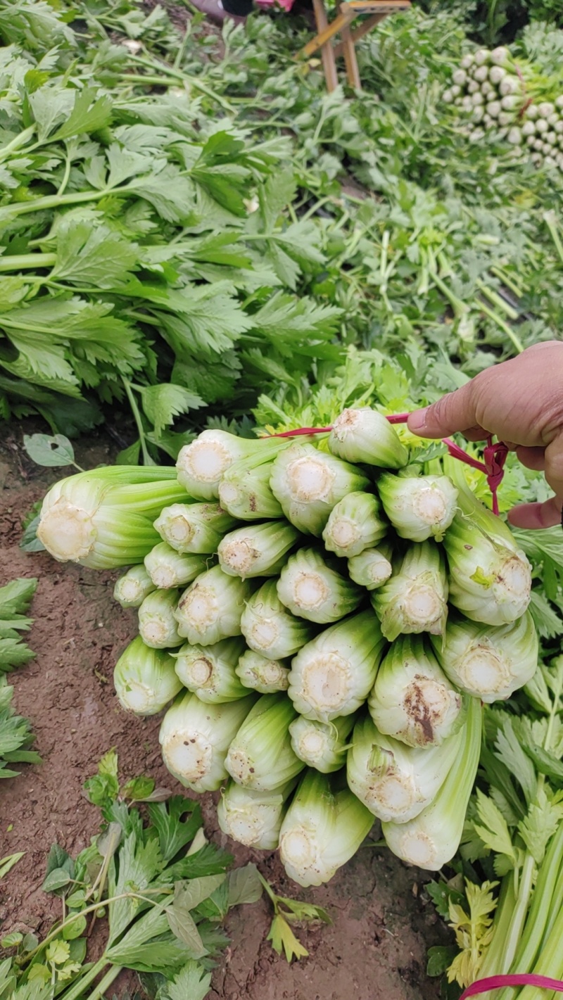 带叶子芹菜诚信经营，质量保证，欢迎来电咨询