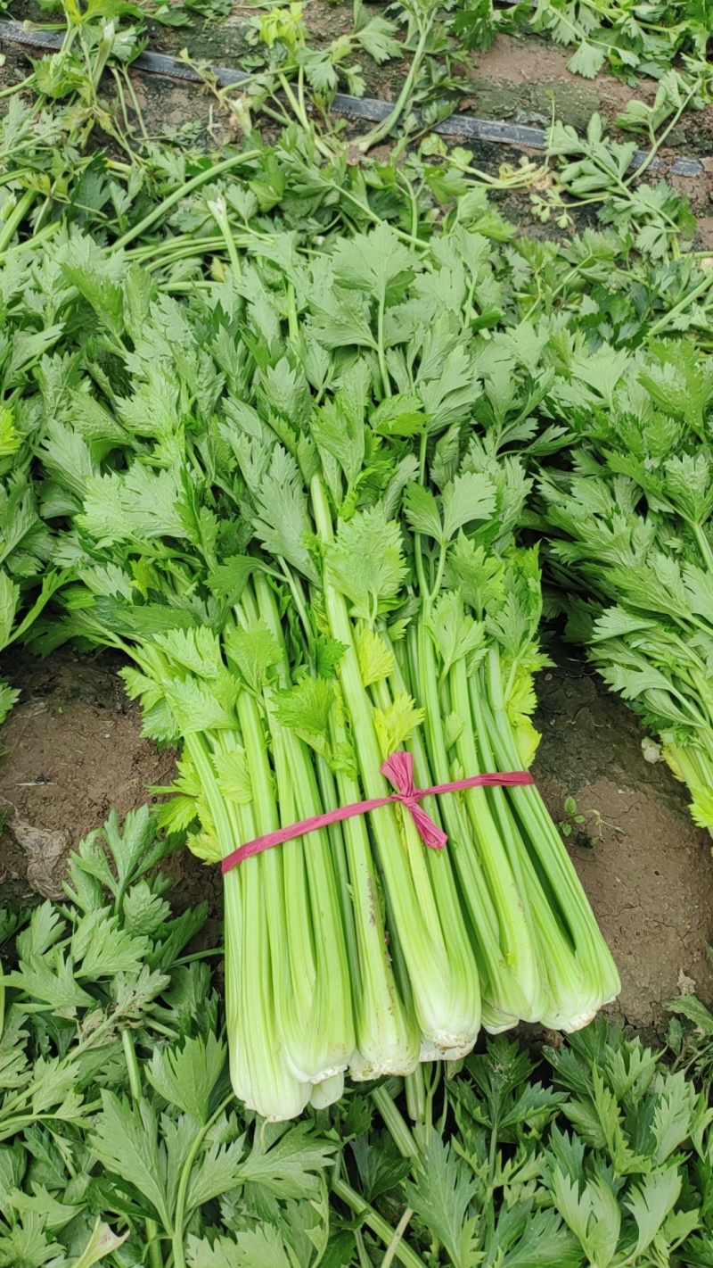 带叶子芹菜诚信经营，质量保证，欢迎来电咨询