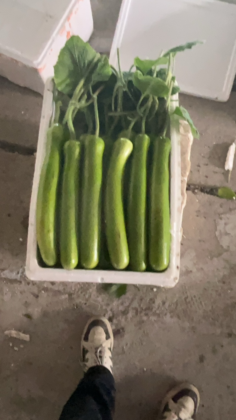 叶开花！户子！吊瓜！西葫芦