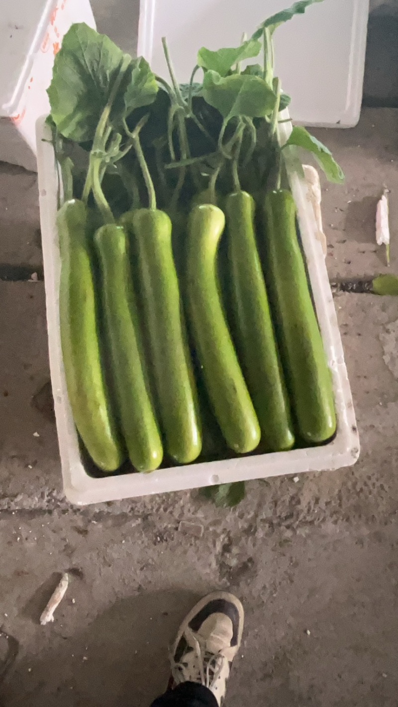 叶开花！户子！吊瓜！西葫芦