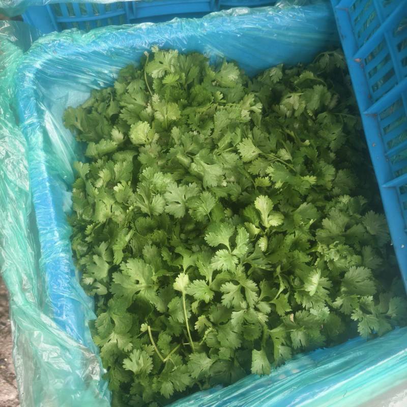 大叶香菜，产地直销