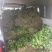 大叶香菜，产地直销
