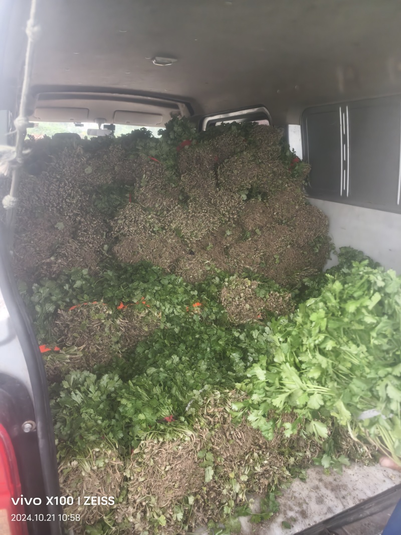 大叶香菜，产地直销