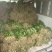 大叶香菜，产地直销