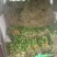 大叶香菜，产地直销