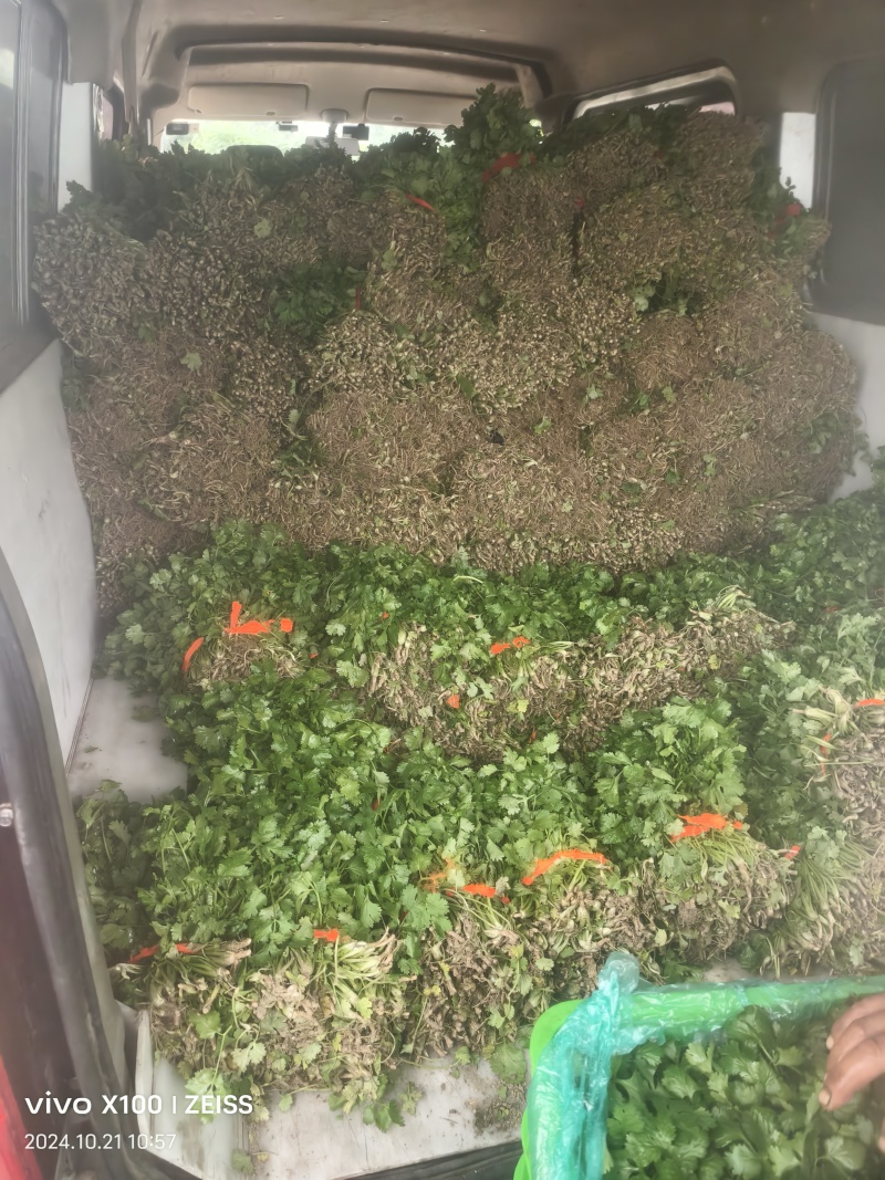 大叶香菜，产地直销