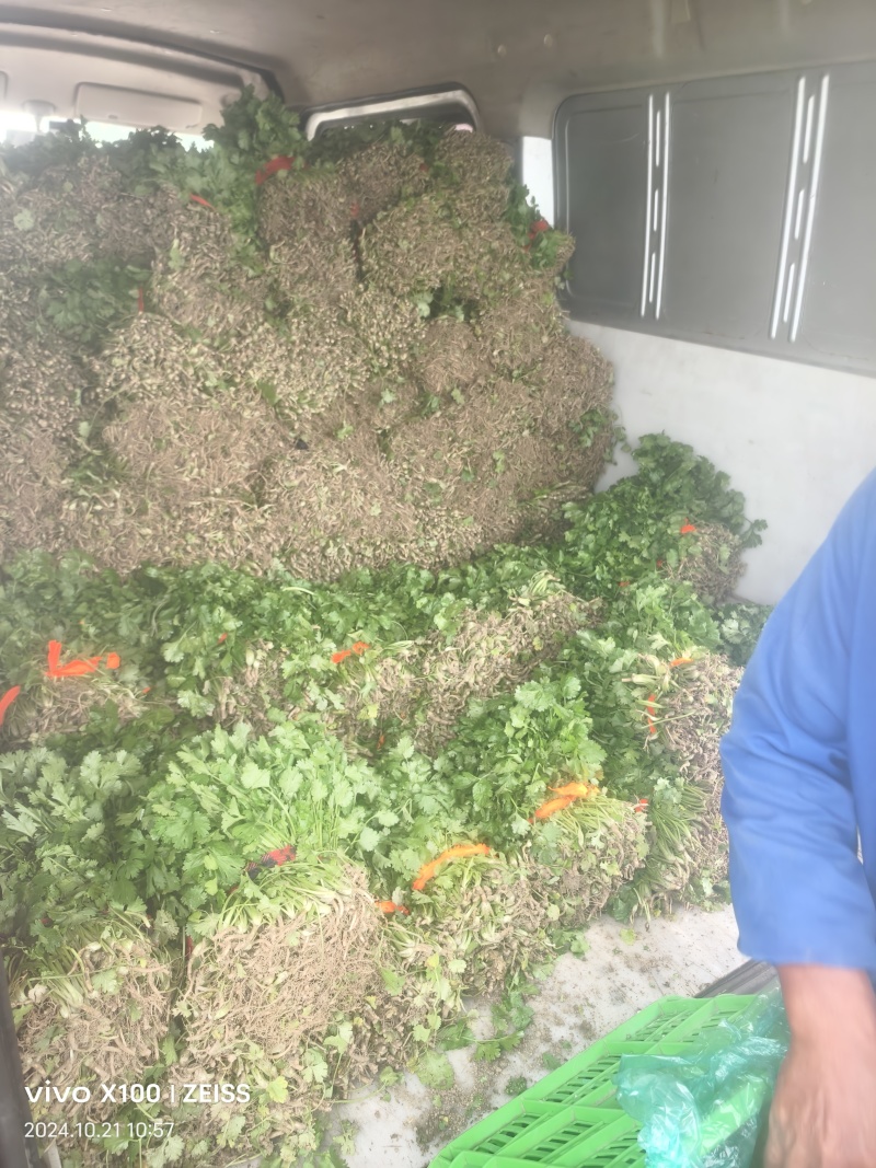 大叶香菜，产地直销