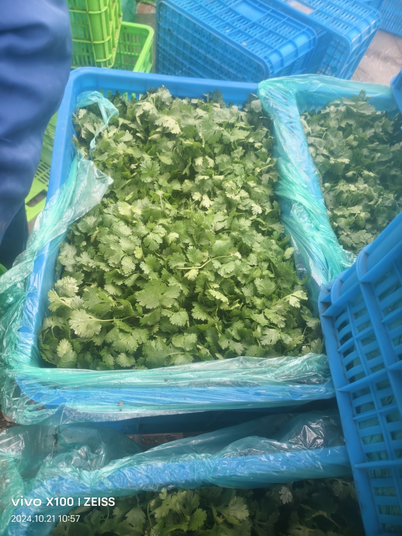 大叶香菜，产地直销